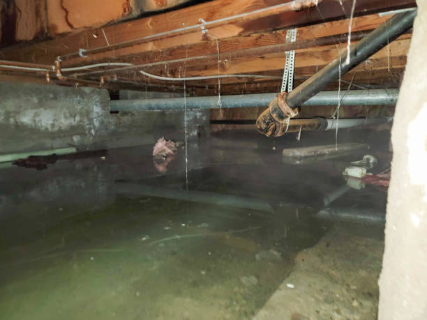 Best Water damage contractors near me  in Youngtown, AZ